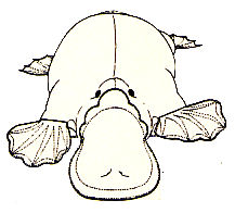 Colette Wolff Cloth Doll Designs - Doll Making Pattern - Platypus Soft Animal Pattern